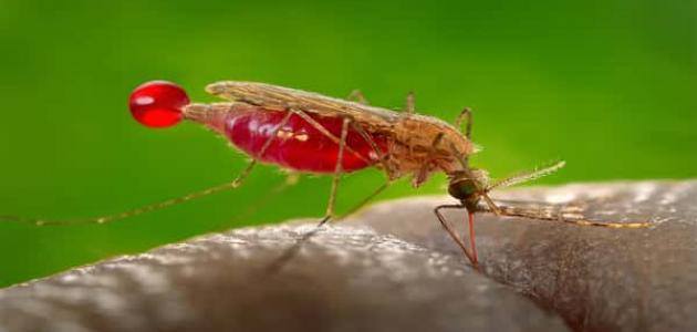 مرض الملاريا الأعراض والتشخيص والعلاج